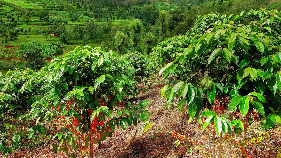 Enjoying dried mountain bananas and a mouthful of local coffee during winter in Kon Tum is a fresh, tasty way to temporarily escape from the world.